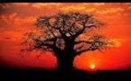 Le Baobab géant de la savane