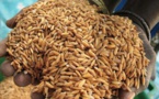 Ouf de soulagement des habitants de Matam : Une usine de décorticage de riz paddy bientôt à Bokidiawé