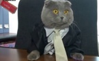 Un chat a été nommé à la tête d'une entreprise en Roumanie