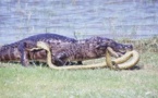 Anacondas &amp; Caïmans - duel au coeur du marais