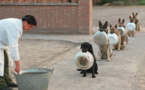 Ces chiens policiers savent mieux faire la queue devant la cantine que nous... Le labrador est trop drôle, on dirait qu'il demande du rab' !