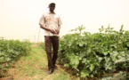 Autosuffisance alimentaire en 2017 : L’homme d’affaires Harona Dia invite l’Etat du Sénégal à s’inspirer du village de Wendu Bosséabé