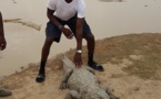 Gorgui Sy Dieng et son crocodile