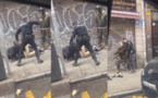 Espagne / Justice et Responsabilité : Un appel urgent suite aux brutalités policières contre deux Sénégalais (Par Momar Dieng Diop)