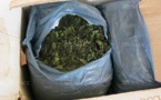 Saisie de 206 kg de drogue Khat : Deux Sénégalais mis sous mandat de dépot