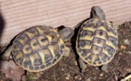 Madagascar : une Egyptienne arrêtée avec 403 tortues dans ses valises