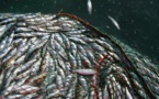 Sanction contre la pêche illicite : Le Sénégal corse l'addition