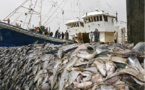 Dégradation du patrimoine halieutique : Un Sénégal sans poisson ne sera jamais meilleur