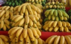 La banane plantain : une source vitaminique dans nos assiettes