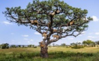 Pour fuir une nuée de mouches, ces 15 lions ont décidé de finir leur sieste... dans un arbre