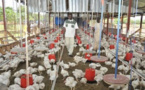 Difficultés de renouvellement des poules pondeuses, cherté des aliments de volaille et surendettement des acteurs : Les petits aviculteurs dans la tourmente