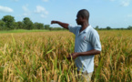 Kolda : Les producteurs plaident pour un audit du secteur agricole