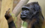 Quand un gorille fait un doigt d'honneur aux visiteurs d'un zoo