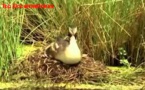 Animaux Sauvages: Les portes de l'enfer