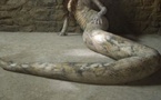 Cameroun: Une femme accusée de se transformer en serpent promet la mort aux populations de Mbang