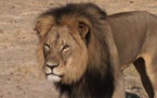 Mort du lion Cecil: deux Zimbabwéens attendus devant le juge sans leur client américain