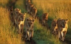 360° Geo - Le retour des lions