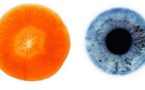 10 aliments qui ressemblent curieusement à la partie du corps pour laquelle ils sont bons !