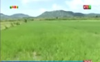 Bientôt une centrale de distribution du riz sénégalais