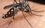 Centrafrique : une nouvelle molécule pour lutter contre le paludisme