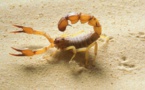 Louga : Un scorpion tue une fillette de 5 ans à Ndiagne