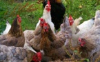 Grippe aviaire en Côte d’ivoire : des milliers de poulets perdent la vie