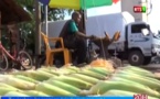 Ziguinchor : Les premiers épis de maïs arrivent !
