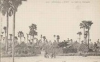 Carte postale : Une forêt de rôniers à Pire