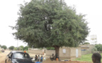 Quand le tamarinier du village de Hanène refuse de céder le passage aux caterpillars