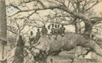 Carte postale : De jeunes enfants perchés sur un baobab