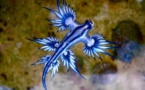 32 animaux tellement sublimes que vous penserez qu’ils ont été retouchés… Alors que non !