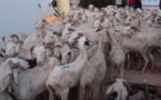 Guédiawaye: Aliou Sall distribue une centaine de moutons aux imams et familles démunies