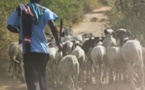 Dahra Djoloff : Les voleurs dérobent les moutons de Tabaski de l’adjoint au sous-préfet de Sagatta