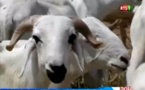 Solidarité nationale : 2000 moutons de l'Etat aux familles démunies