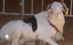 Aïd el-Kébir: Pourquoi les moutons coûtent si cher 
