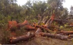Casamance / Exploitation abusive du bois sur fond de conflit armé : Les populations locales obligées de s’aventurer dans des zones interdites