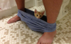 30 photos qui prouvent enfin que les chats et le respect, ça fait deux… Quels malpolis !