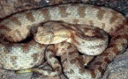 Parti uriner, l’agriculteur se fait mordre au pénis par un serpent