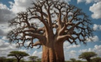 Sénégal 2050 : Un référentiel structuré autour du Baobab et de quatre axes fondamentaux