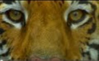Découvrez le tigre de Bengale dans ce magnifique documentaire...