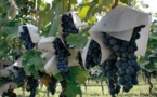 Le reportage de Slate qui prouve l’existence de vignoble : A la découverte d’un vin 100% sénégalais