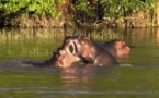 Les hippopotames du Lac Edward - R.D. Congo 