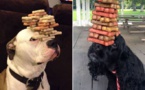 16 chiens qui font preuve d'une patience et d'une agilité impressionnante ! Excellent !