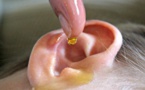Ce remède maison permet de traiter les bouchons de cire et les infections des oreilles