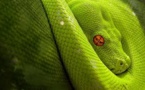 Les grands animaux d'Amérique du Sud : L'anaconda