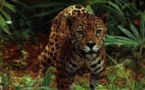 Le Jaguar - Les grands animaux d'Amérique du Sud