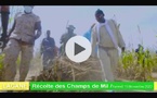 Récolte des champs de mil supervisée par Samuel Sarr, une tradition qui perdure depuis plus de 20 ans