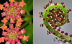 Splendeurs de la nature : découvrez 25 plantes magnifiques parfaitement géométriques
