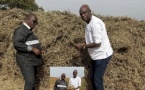 Mansour Faye sonne l’alerte sur la récolte d’arachides : « Les volumes seront bas, voire trop bas ! »