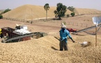 Kaolack : Sept camions chargés de graines d’arachide, saisis pour ‘’manœuvres frauduleuses’’